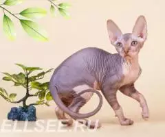 Нежные, как лебяжий пух, котятаЭльф, бамбино, Двэльф или . ... - 3