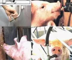 Ниппельная поилка для свиней, коз, овец, кроликов - 4