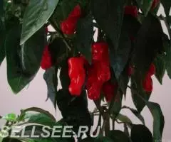 Перец Чили Chilly-Willy 100шт бесплатная отправка - 2