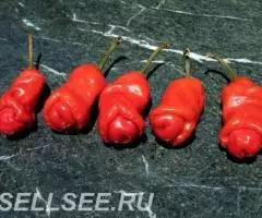 Перец Чили Chilly-Willy 100шт бесплатная отправка - 3