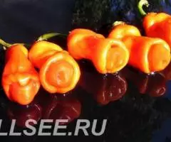 Перец Чили Chilly-Willy 100шт бесплатная отправка - 4