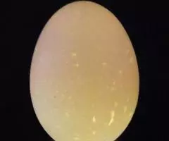Овоскоп яйцо страус гусь утка курица перепел фазан - 2