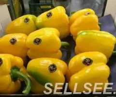 Продаем перец из Испании - 4