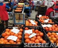 Продаем томаты - 2