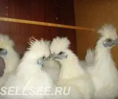 Китайские шёлковые куры петух на племя - 2