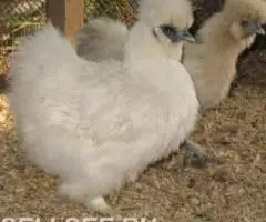 Китайские шёлковые куры петух на племя - 3