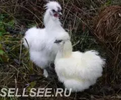 Китайские шёлковые куры петух на племя - 4