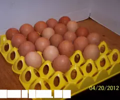 Лотки яиц инкубатор лоток курица утка фазан - 2