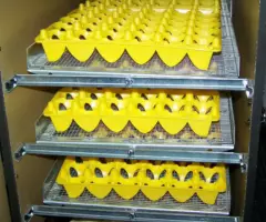 Лотки яиц инкубатор лоток курица утка фазан - 4