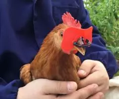 Очки шоры петух фазан кеклик эластичные универсальные - 2