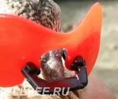 Очки шоры петух фазан кеклик эластичные универсальные - 3