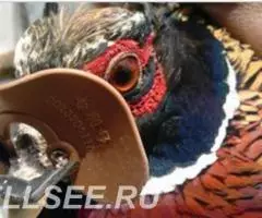 Очки шоры петух фазан кеклик эластичные универсальные - 4