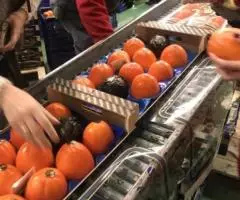 Продаем хурму - 4