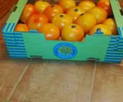 Продаем грейпфрут из Испании - 4