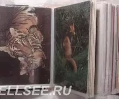 Насекомые, животные, цветы - открытки - 2