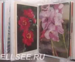 Насекомые, животные, цветы - открытки - 3