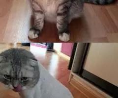 Стрижка собак и кошек без наркоза - 2