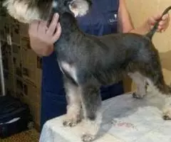 Стрижка собак и кошек без наркоза - 3