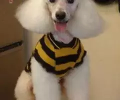 Стрижка собак и кошек без наркоза - 4