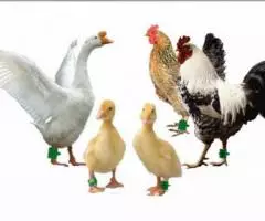 Кольца меточные 4 цвета для птиц диаметр 20мм - 3