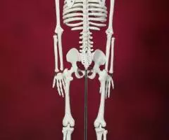 Модель Скелет человека 85 см на подставке - Новый - 2