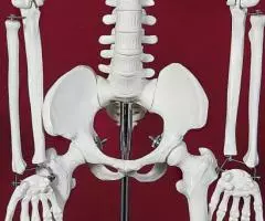 Модель Скелет человека 85 см на подставке - Новый - 3