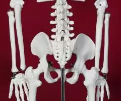 Модель Скелет человека 85 см на подставке - Новый - 4