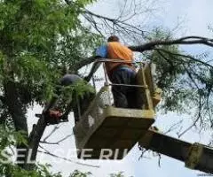 Спил и распиловка деревьев - 2