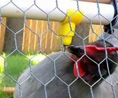 Поилка ниппельная для птиц и цыплят на трубу 25мм - 3