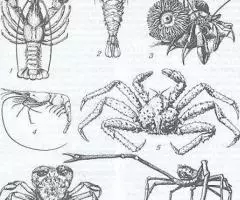 Новая иллюстрированная энциклопедия - 2