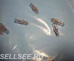 Авто лампа на 24 вольта - 3