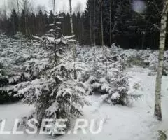Участки от 13 соток, ИЖС, на опушке СКАЗОЧНОГО ЛЕСА - 2