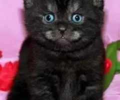 Британские котята черный дым из питомника. - 2