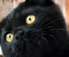 Британские черные котята из питомника. - 3