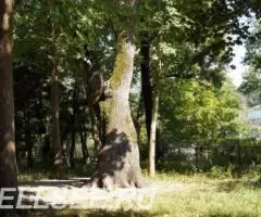 Участок в с. Ольгинка Туапсинского р-на - 2