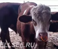 Кольцо в нос бык, телёнок, свинья пластиковое - 2