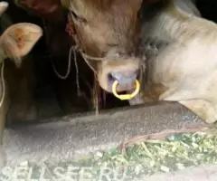 Кольцо в нос бык, телёнок, свинья пластиковое - 3