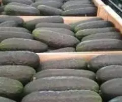 Продаем огурцы из Испании - 2