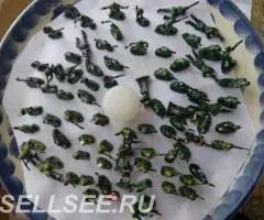 Солдатики. Модели 1 72. Оловянные в раскрасе. 80год - 2