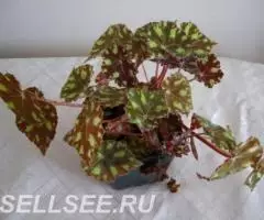 бегония тигровая, молодое растение - 2