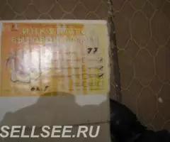 Инкубаторы Несушка 77 яиц полный автомат - 2