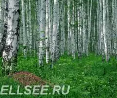 Земля для строительства усадьбы, родового поместья - 2