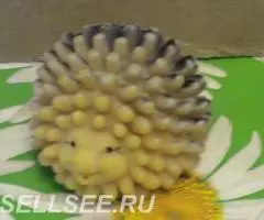 ёж ёжик резиновая игрушка СССР - 2