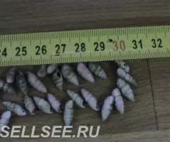 Бусы из ракушек 60 см - 2