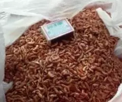 Гаммарус мелким оптом - 2